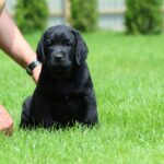 Mufasa Labrador Retriever