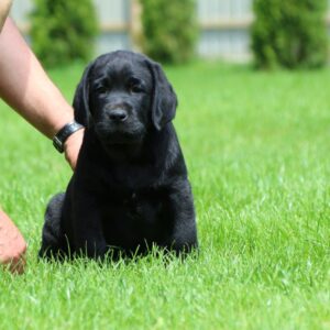 Macho Labrador Retriever
