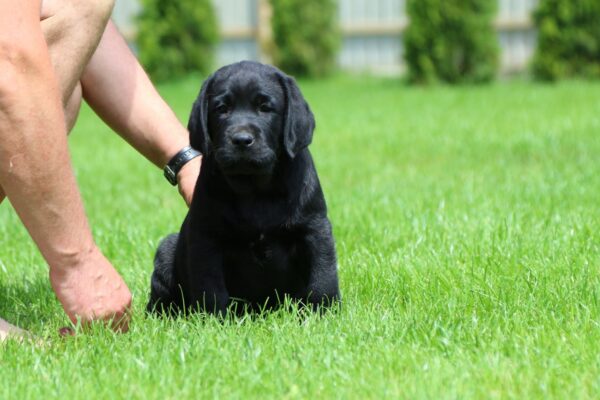 Macho Labrador Retriever
