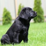 Macho-male-labrador-retriver-puppy-for-sale-1 (4)