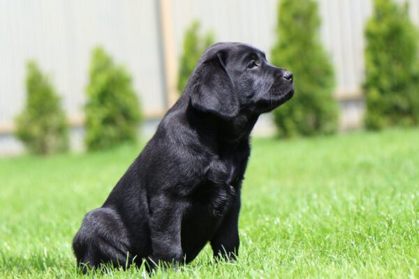 Macho Labrador Retriever