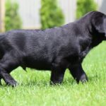 Macho-male-labrador-retriver-puppy-for-sale-1 (5)
