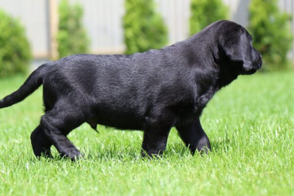 Macho Labrador Retriever