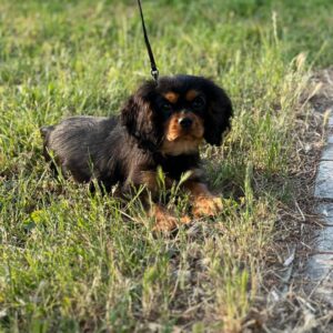 Madlen Cavalier King Charles Spaniel
