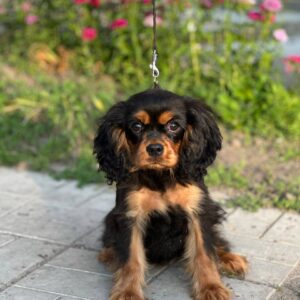 Madlen Cavalier King Charles Spaniel