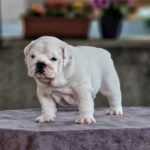 Tracy English Bulldog