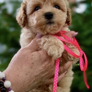 Marcela Maltipoo
