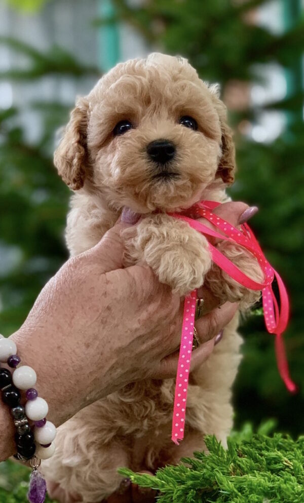 Marcela Maltipoo