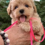Marcela-female-maltipoo-puppy-for-sale-1 (2)