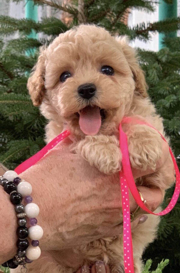 Marcela Maltipoo