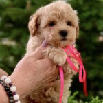 Marcela-female-maltipoo-puppy-for-sale-1 (3)