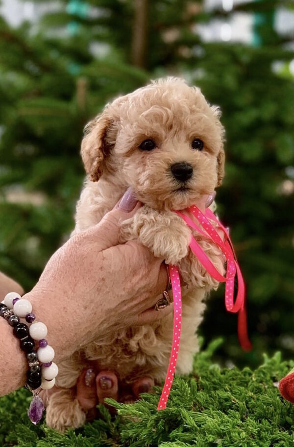 Marcela Maltipoo