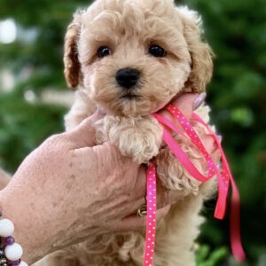 Marcela Maltipoo