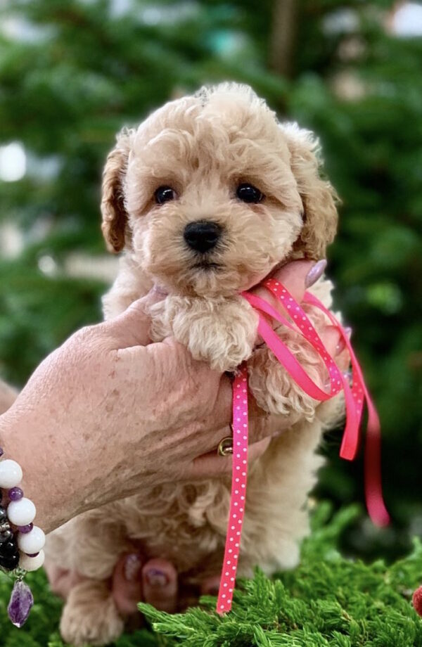 Marcela Maltipoo