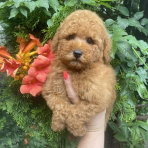 Margy Toy Poodle