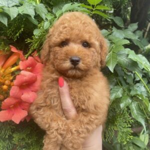 Margy Toy Poodle