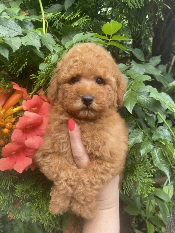 Margy Toy Poodle