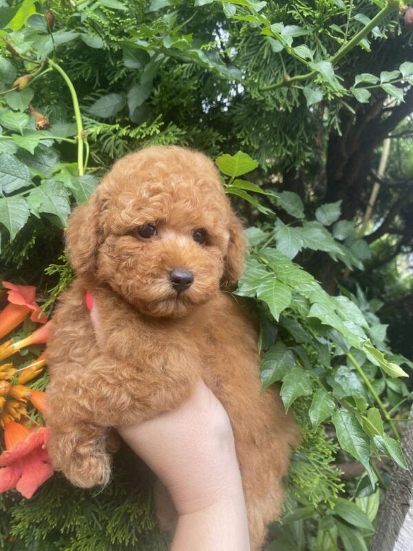 Margy Toy Poodle