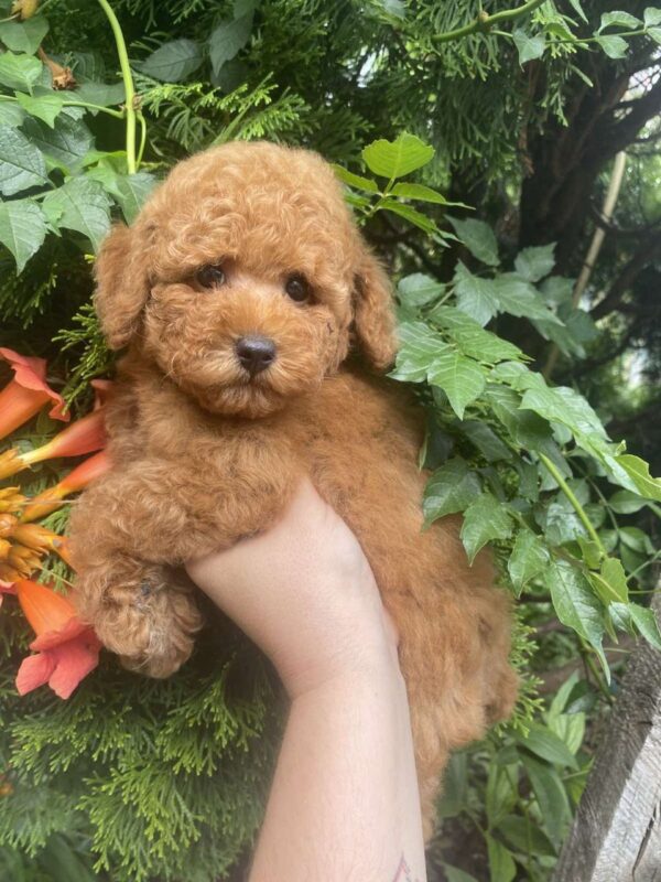 Margy Toy Poodle