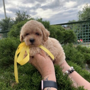 Mariola Maltipoo