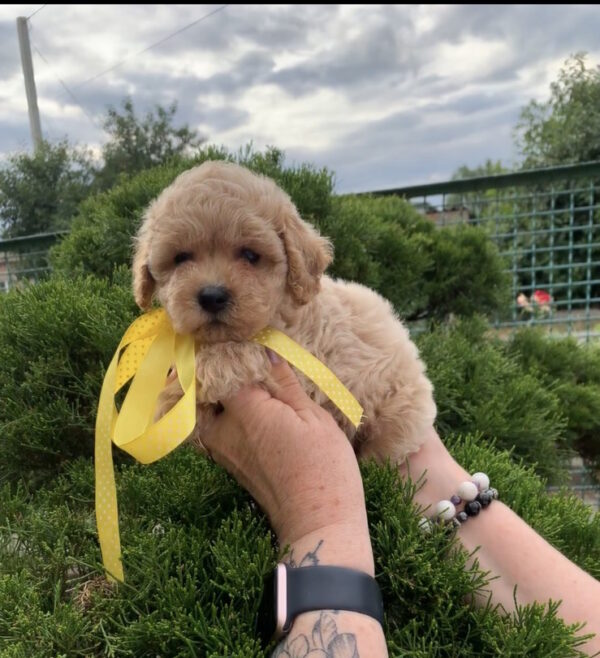 Mariola Maltipoo