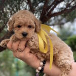 Mariola-female-maltipoo-puppy-for-sale-1 (2)