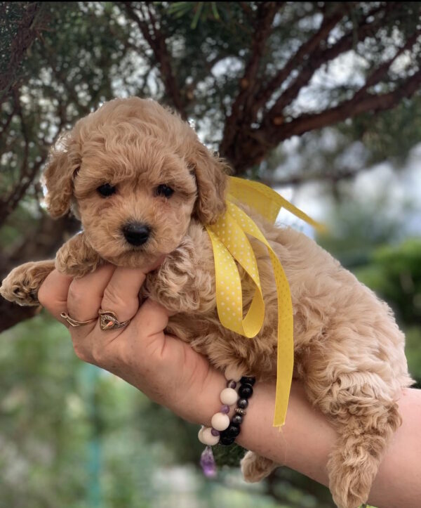 Mariola Maltipoo