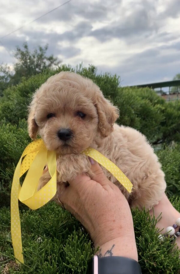 Mariola Maltipoo