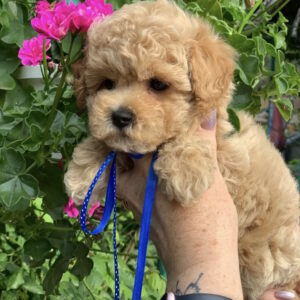 Marsik Maltipoo