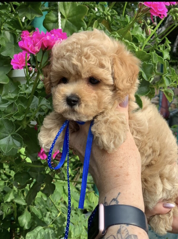 Marsik Maltipoo