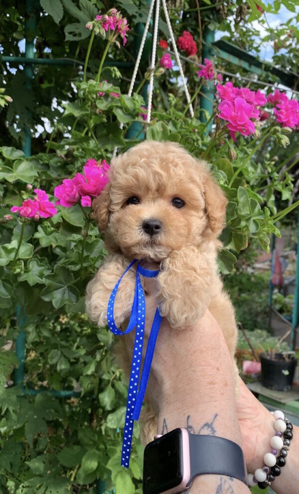 Marsik Maltipoo