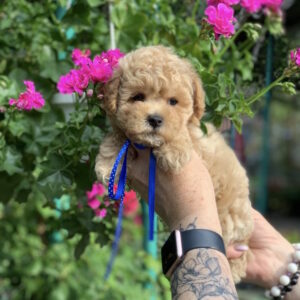 Marsik Maltipoo