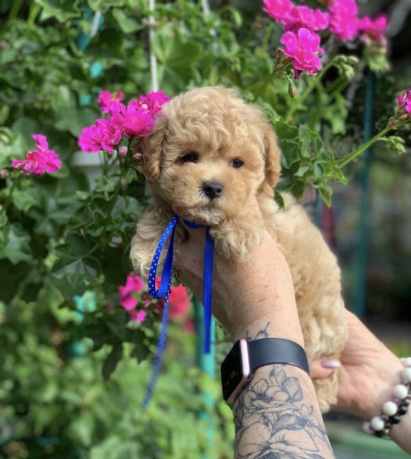 Marsik Maltipoo