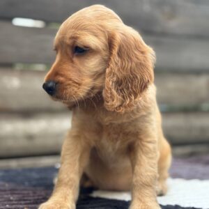 Matissa English Cocker Spaniel