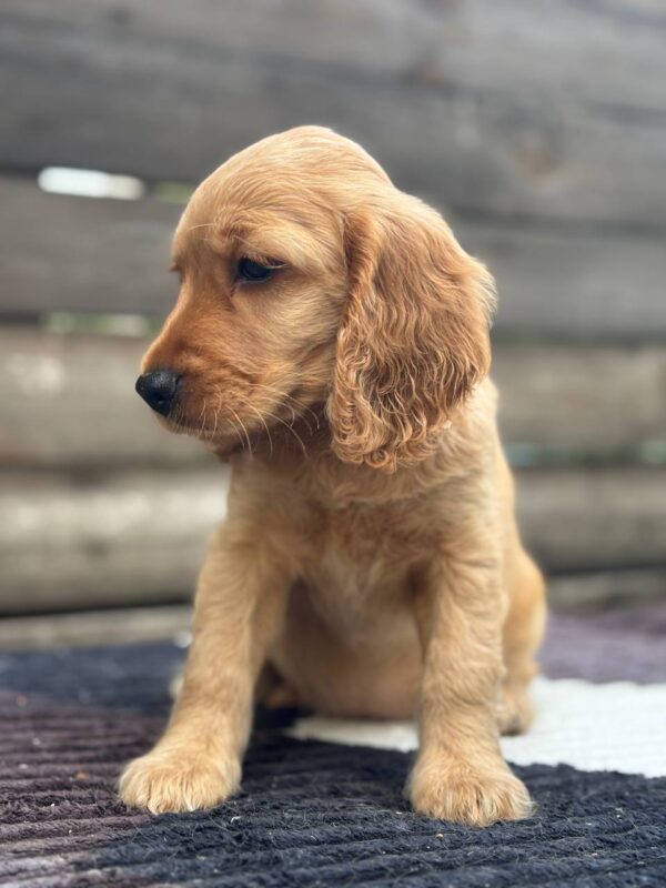 Matissa English Cocker Spaniel