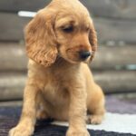 Matissa-female-English-Cocker-Spaniel-puppy-for-sale-2