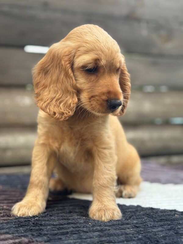 Matissa English Cocker Spaniel