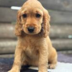 Colt English Cocker Spaniel