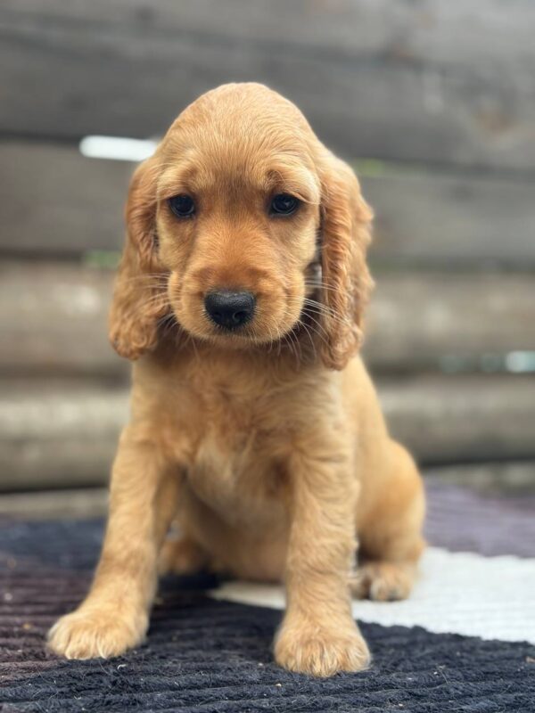 Matissa English Cocker Spaniel