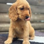 Matissa-female-English-Cocker-Spaniel-puppy-for-sale-4