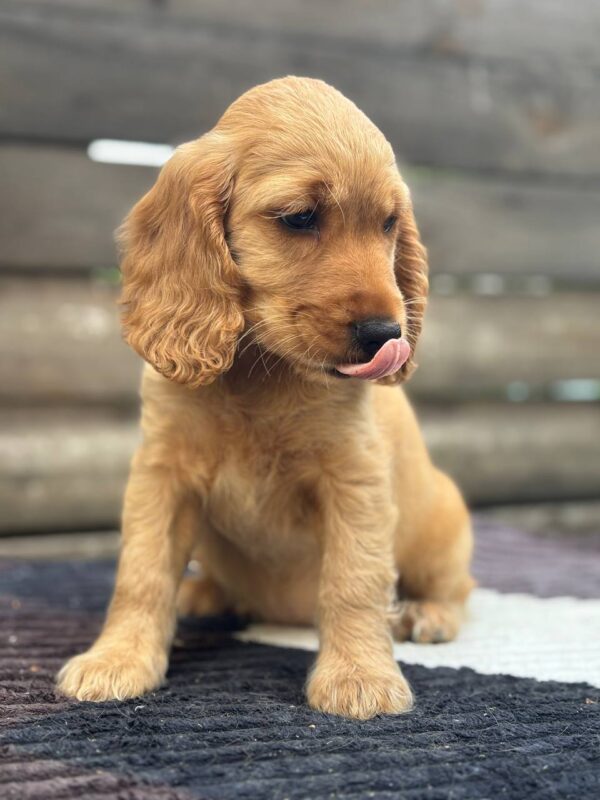 Matissa English Cocker Spaniel