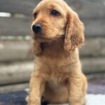 Matissa-female-English-Cocker-Spaniel-puppy-for-sale-5