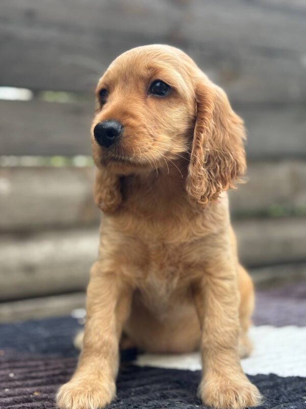 Matissa English Cocker Spaniel