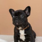 Matit-female-French-bulldog-puppy-for-sale-1