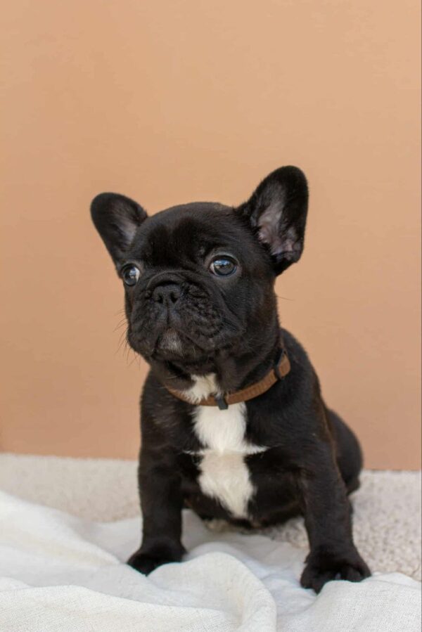 Matit French Bulldog