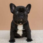 Merse French Bulldog