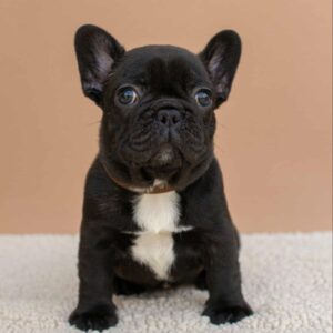 Matit French Bulldog