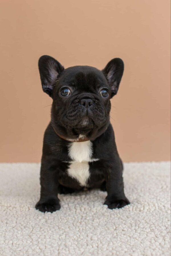 Matit French Bulldog