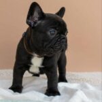 Matit-female-French-bulldog-puppy-for-sale-3