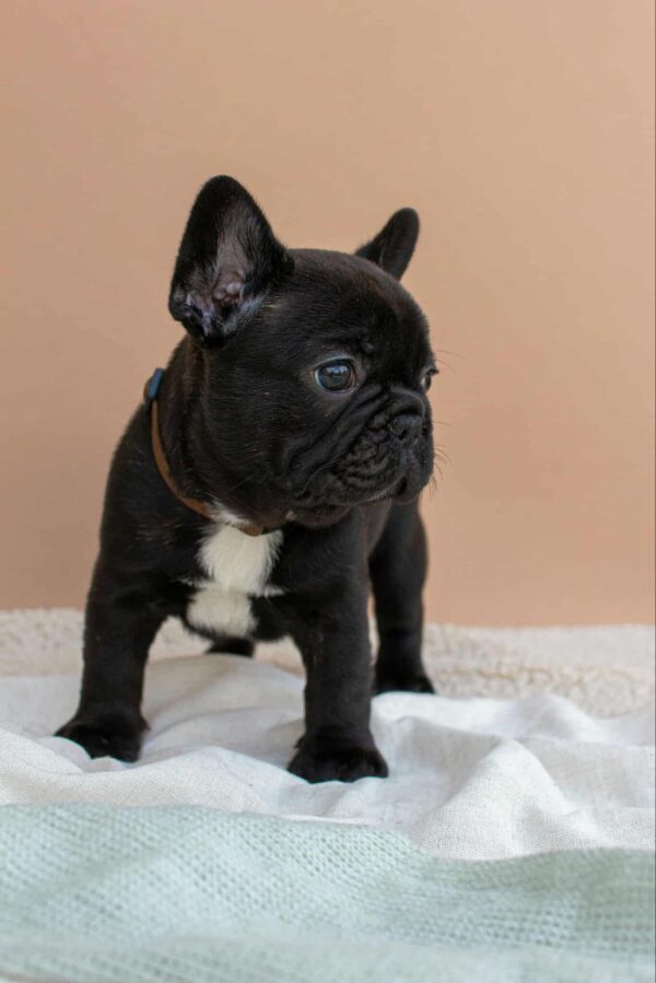 Matit French Bulldog